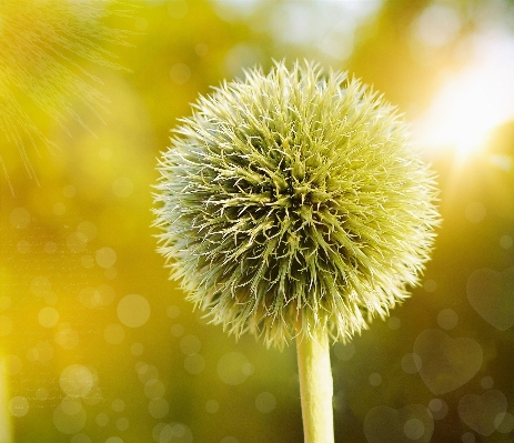 Nature bokeh plant photography Photo