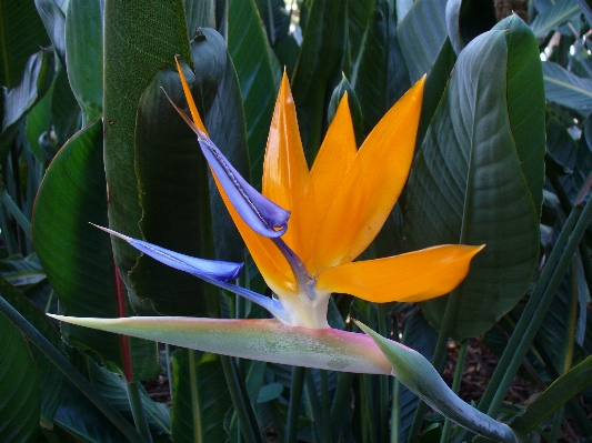 Nature blossom plant leaf Photo