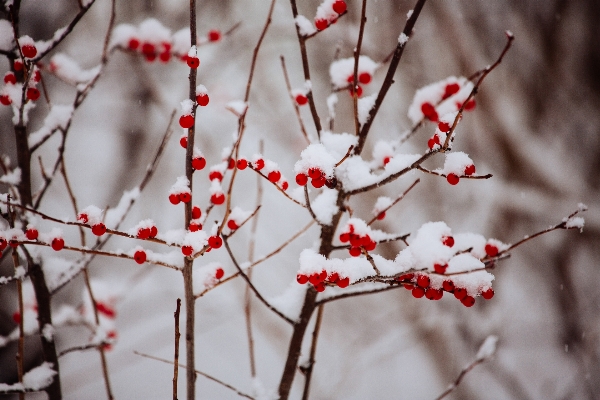 木 ブランチ 花 雪 写真