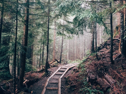 Tree nature forest path Photo