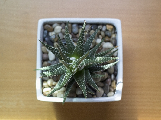 Nature cactus growth plant Photo