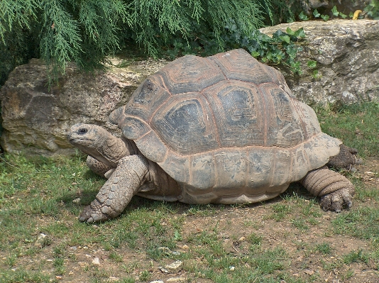 Nature old wildlife zoo Photo