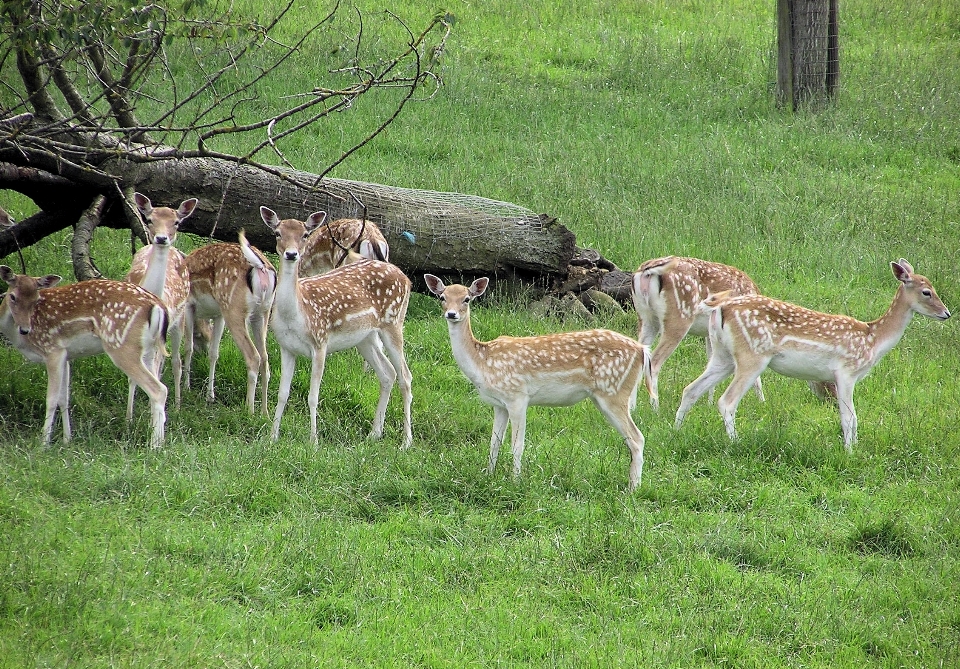 Natur wald gras tier