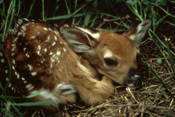 Nature grass cute wildlife Photo