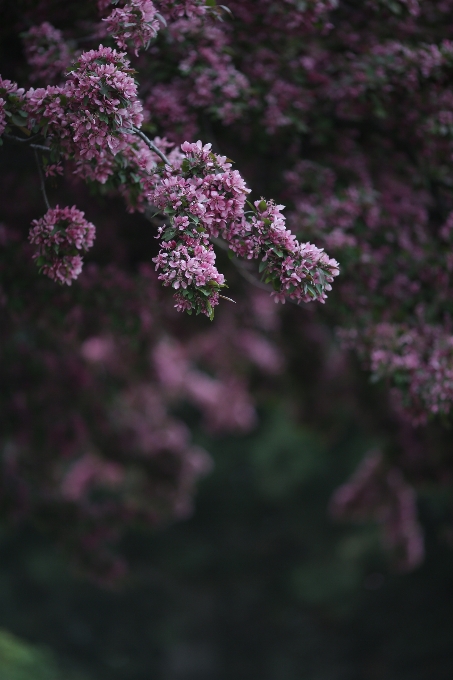 Landscape tree nature forest