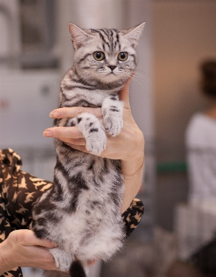 Foto Peliharaan bulu anak kucing