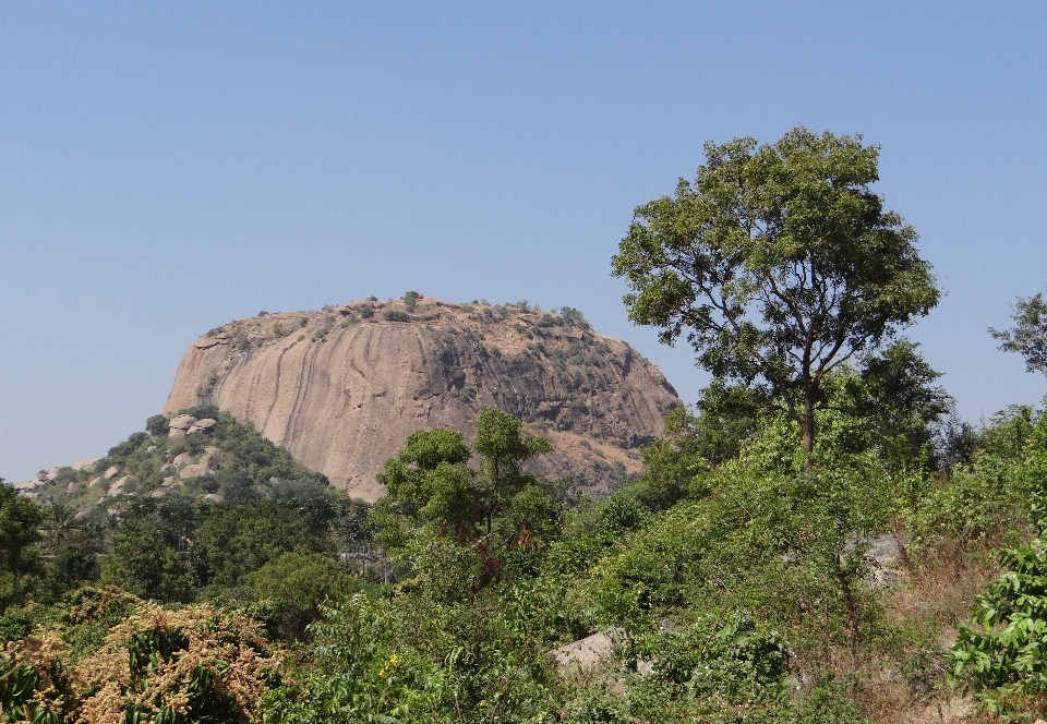 Landschaft baum natur rock