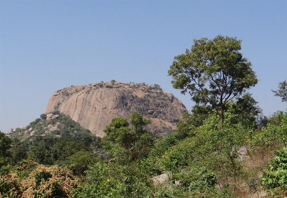 Landscape tree nature rock Photo