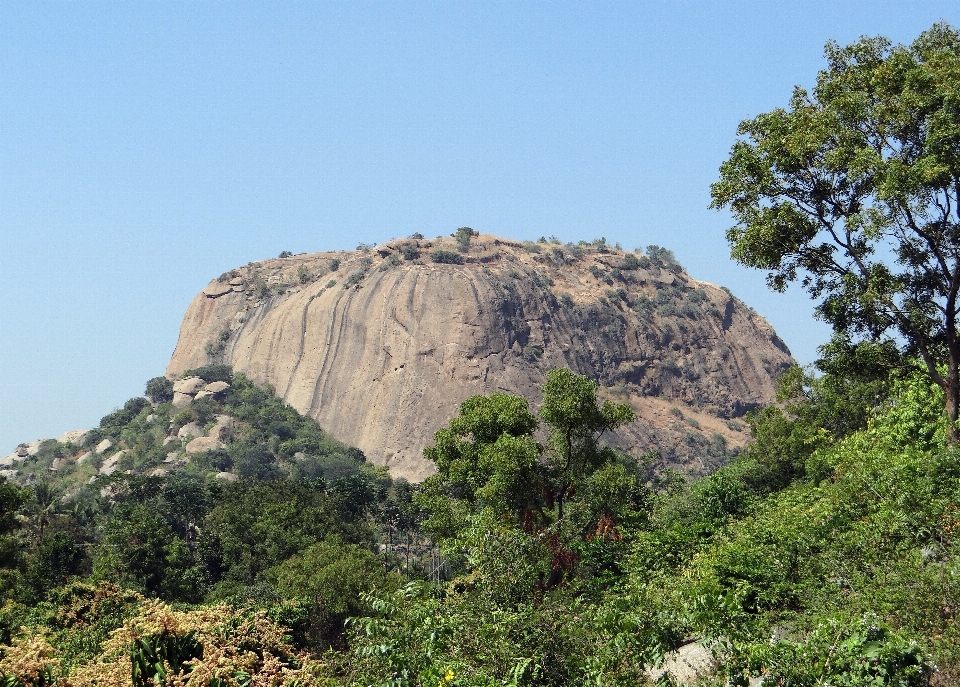 風景 木 自然 rock