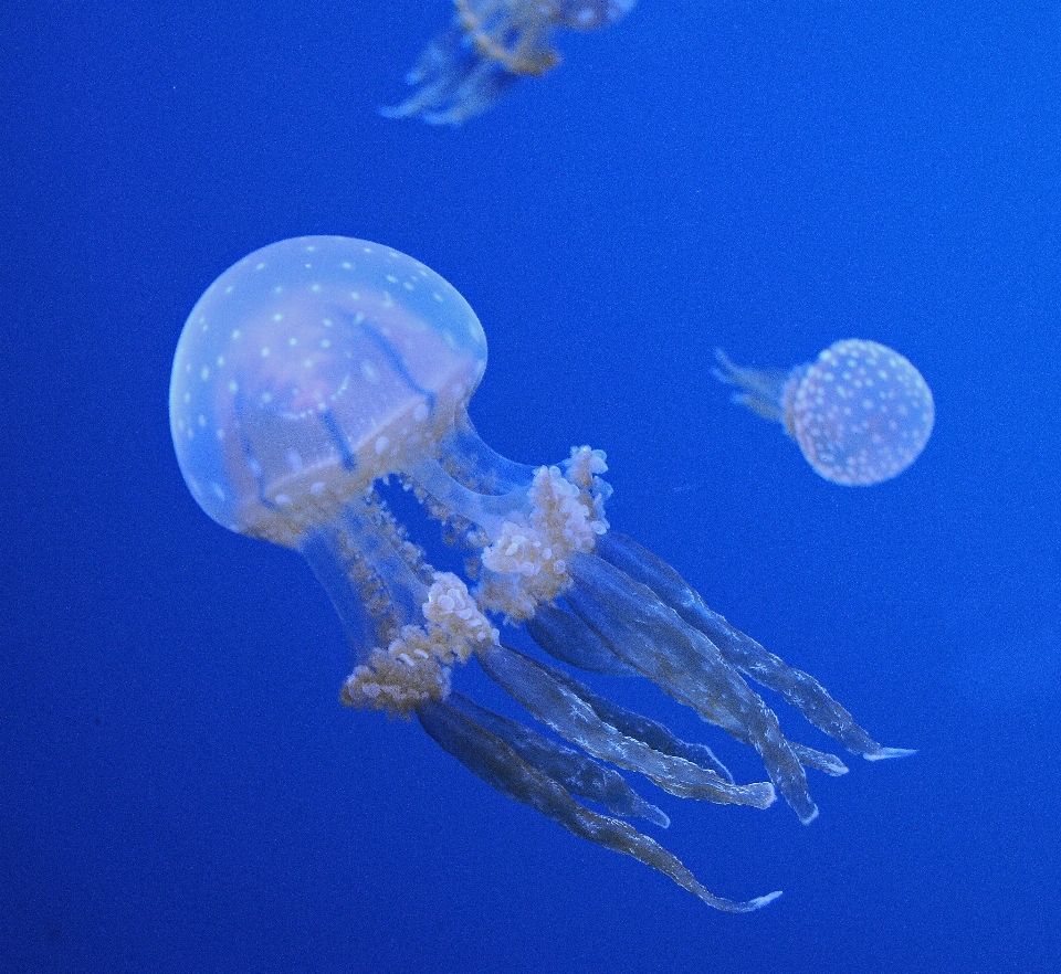 Ocean zwierzę biologia meduza