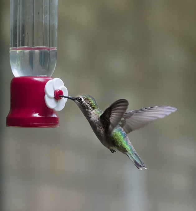 Oiseau aile le bec colibri