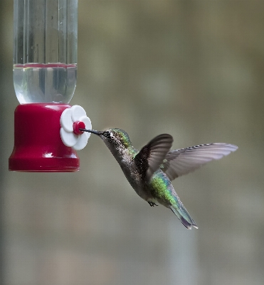 Bird wing beak hummingbird Photo