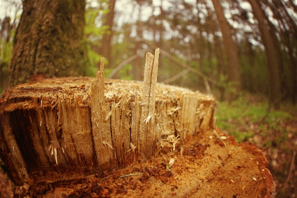 Tree nature forest structure Photo