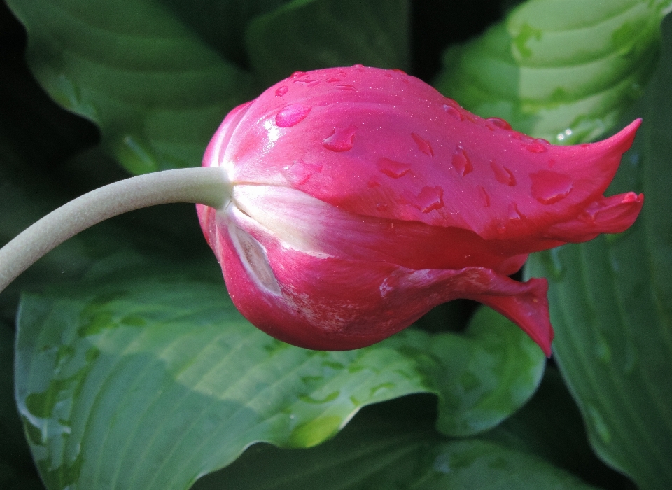 Nature blossom plant leaf