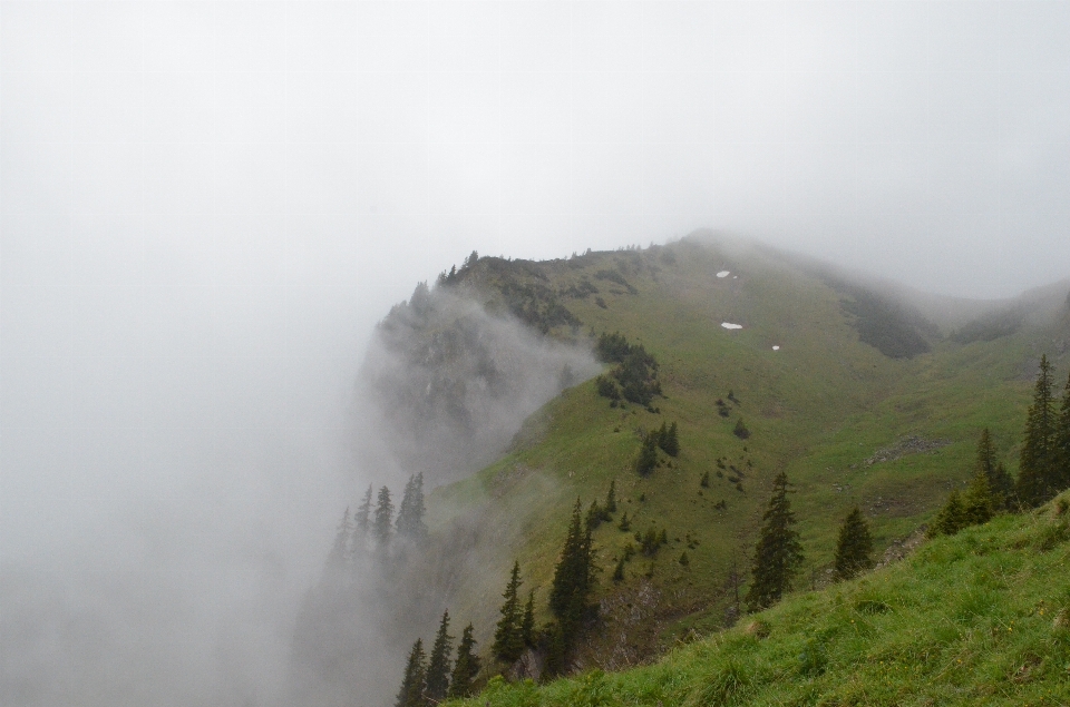 Wald wildnis
 berg nebel