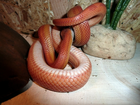 Foto Rettile scala animali serpente