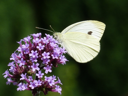 Foto Natureza florescer plantar branco