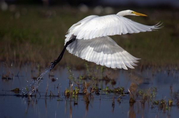 Nature bird wing animal Photo