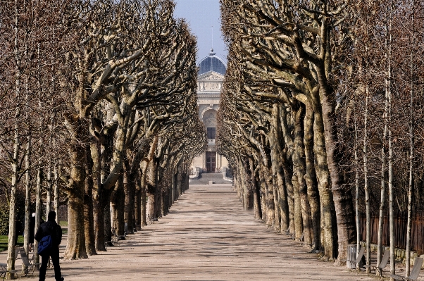 Tree winter architecture wood Photo