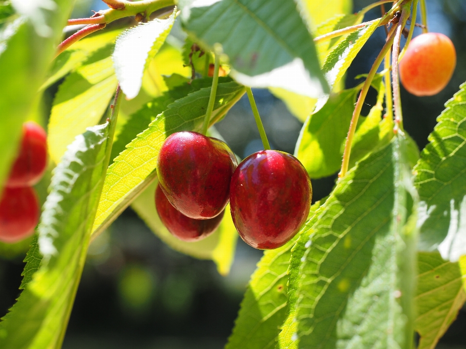 Rama planta fruta hoja