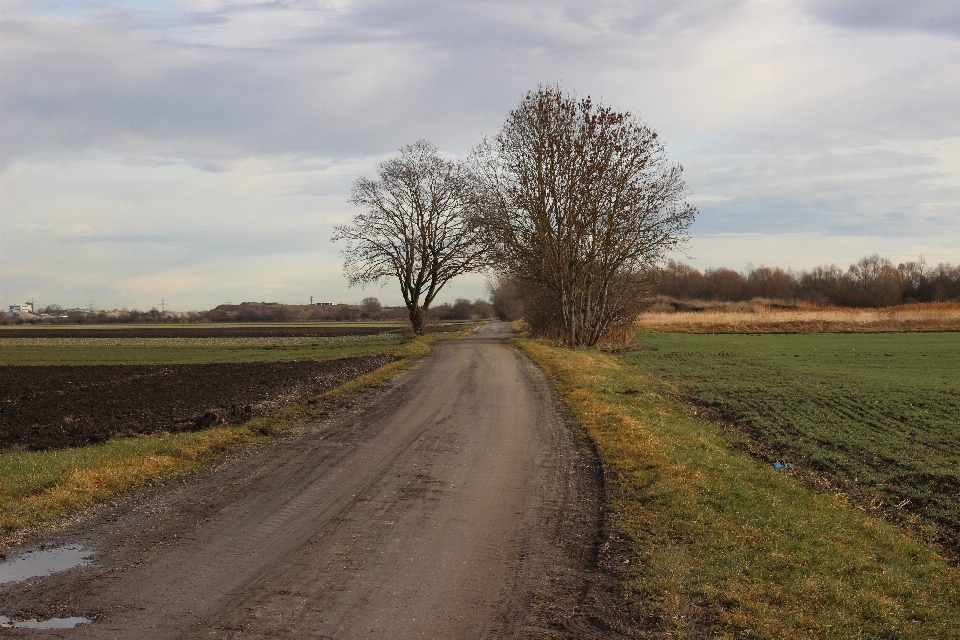 Paisaje árbol naturaleza césped