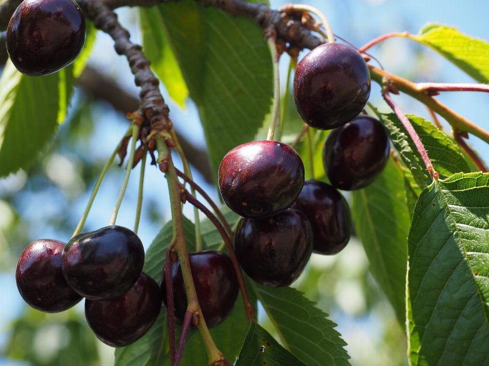 Arbre bifurquer usine fruit