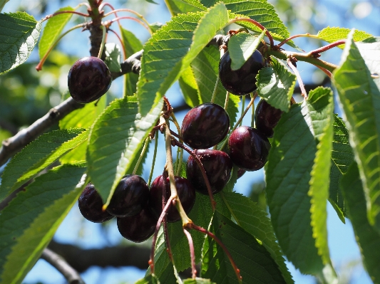 Tree branch blossom plant Photo