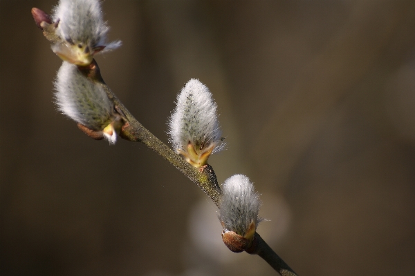 Tree nature branch blossom Photo