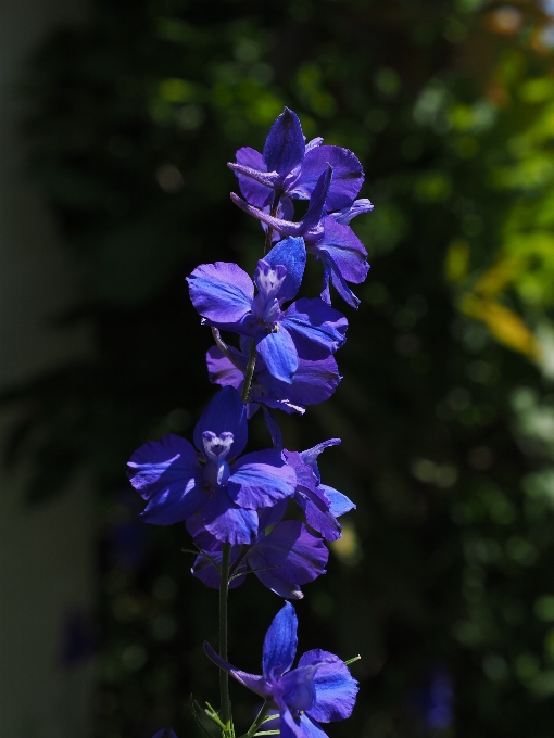 Fleurir usine fleur pétale