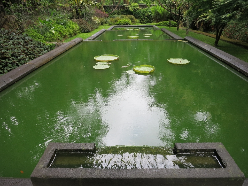 水 叶子 湖 河