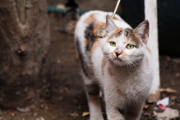 Foto Anak kucing cokelat mamalia