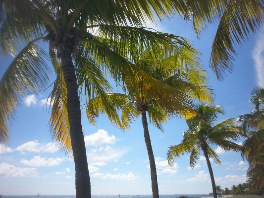 Beach sea coast tree Photo