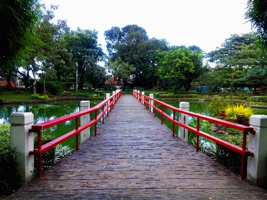 Landscape tree nature bridge Photo