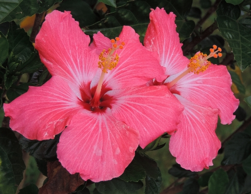 Nature blossom plant flower Photo