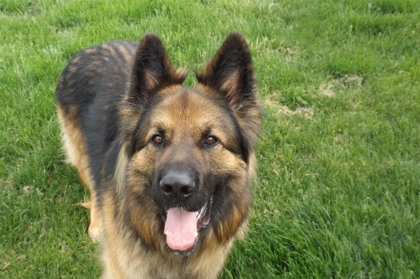 Hund niedlich säugetier wirbeltier
 Foto