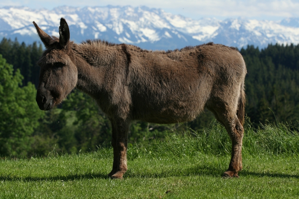 Natura trawa pole łąka
