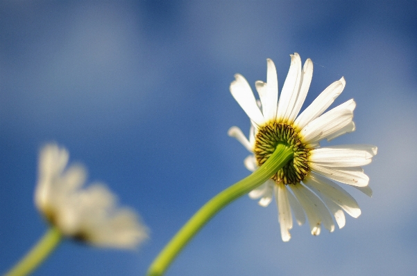 Nature blossom plant sky Photo