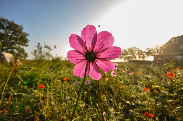 Blossom dew plant sunrise Photo