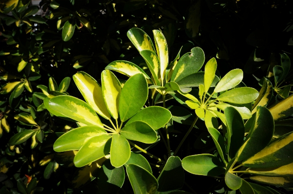 Foto árbol naturaleza planta hoja