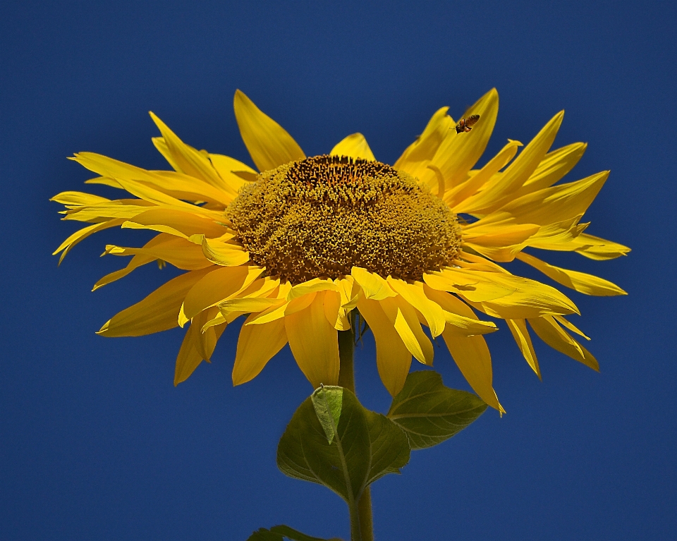 Natur blüte anlage blume