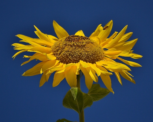 Nature blossom plant flower Photo