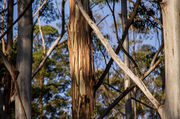 Tree nature forest branch Photo