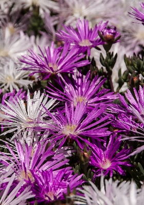 Blossom plant flower purple Photo