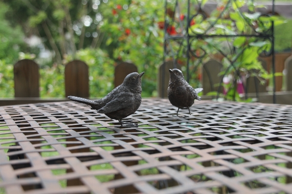 Foto Burung kebun binatang hijau