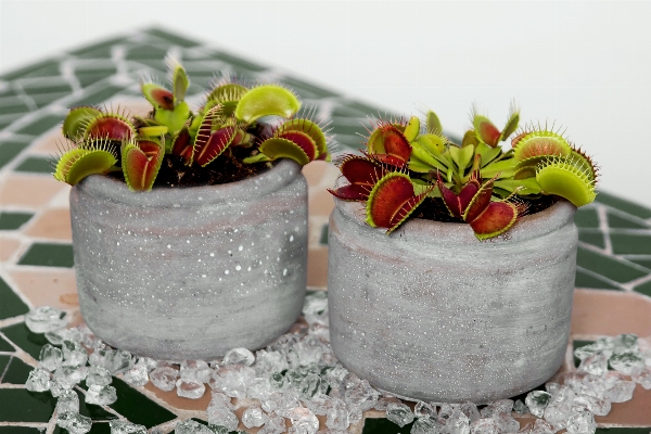 自然 植物 花 食べ物 写真