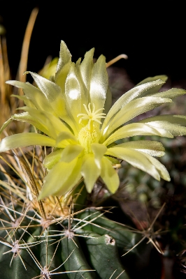 Foto Natureza espinhoso
 cacto
 plantar