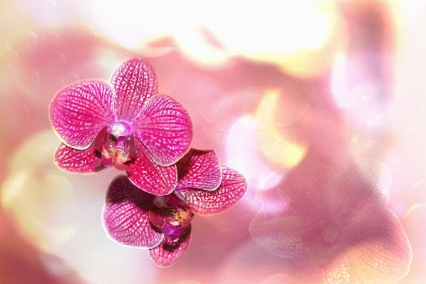 Blossom bokeh plant photography Photo