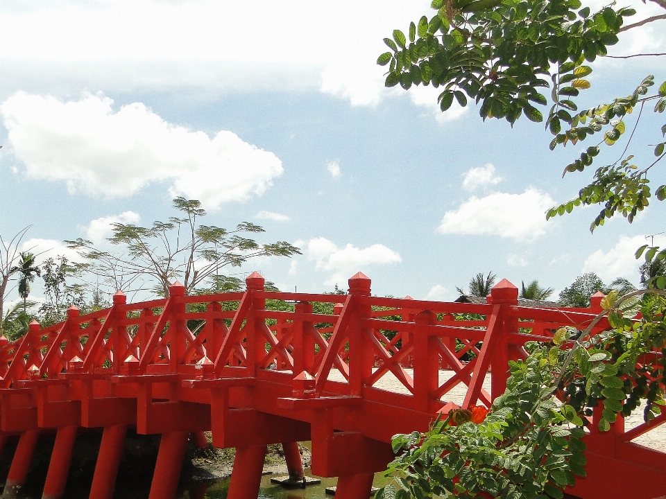 Plant wood bridge flower