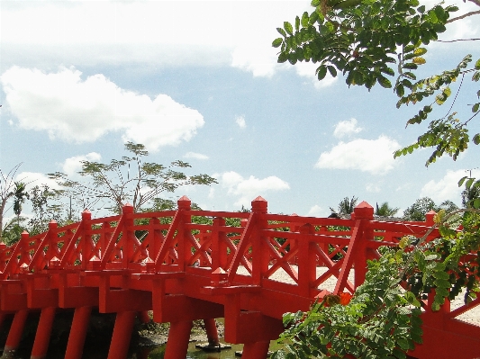 植物 木 橋 花 写真