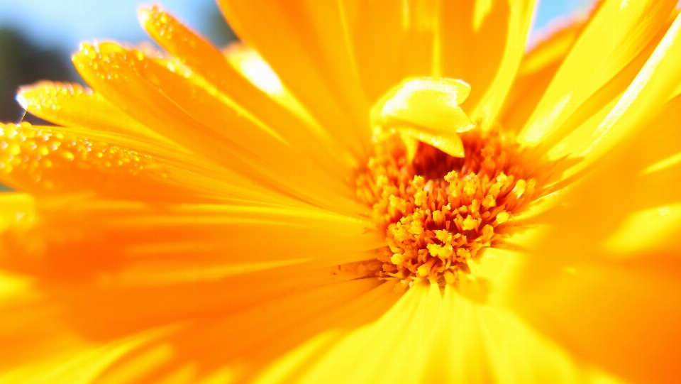 Naturaleza planta sol fotografía